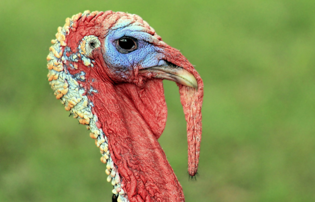 No es moco de pavo esCuriosity